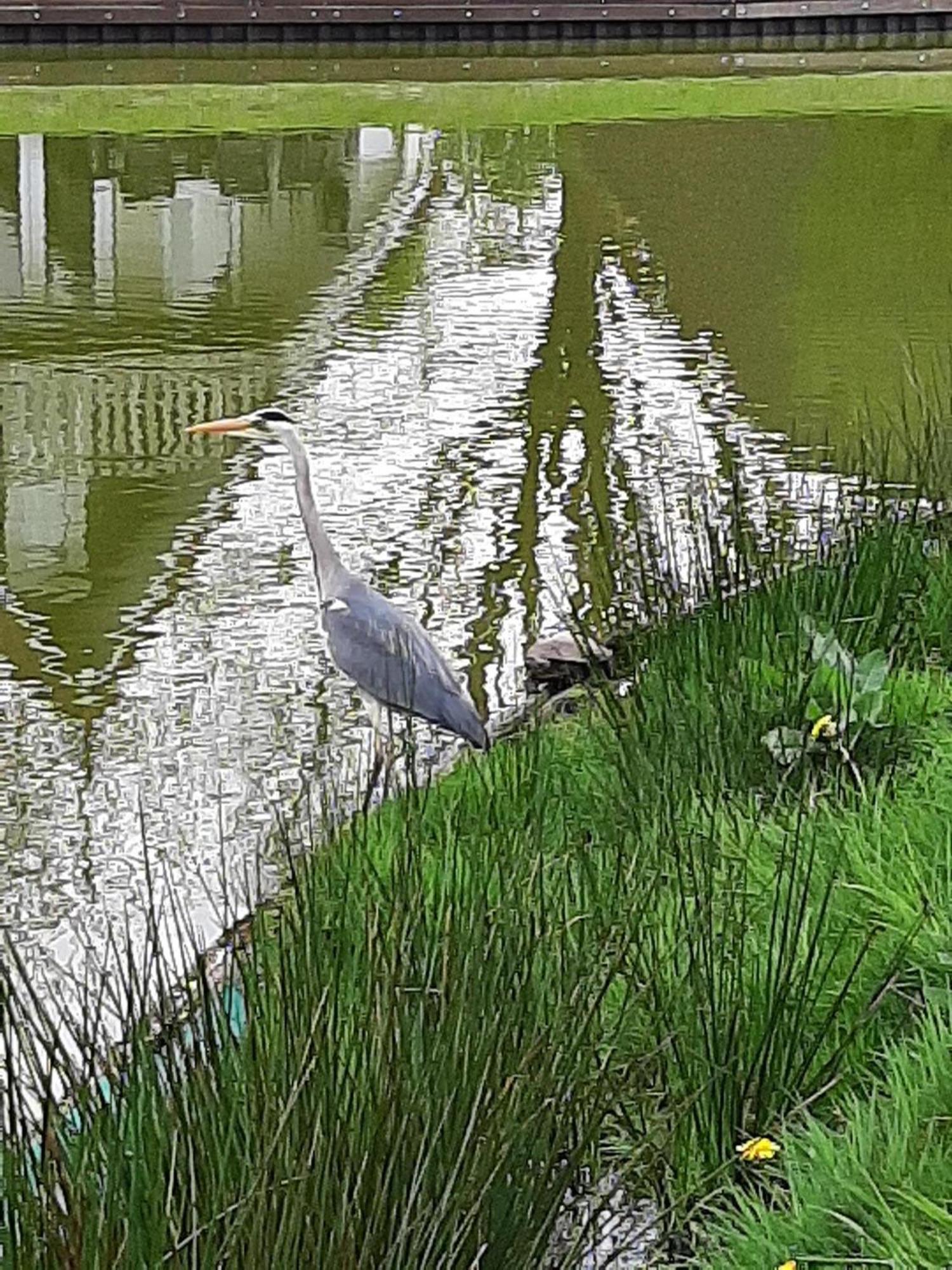 Stijlvol Aan De Visvijver Gramsbergen Экстерьер фото